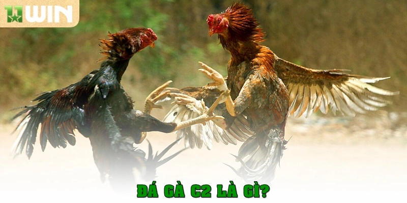Đá gà C2 là gì? 
