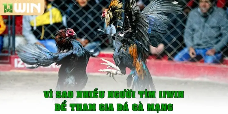 Vì sao nhiều người tìm “11win” khi nhắc đến đá gà?